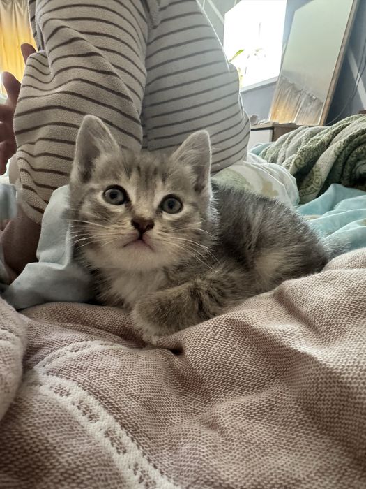 Котятя мать отец крысоловы