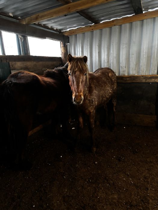 Тайлар сатылады.