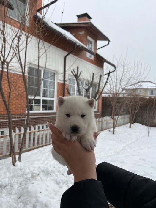 Хаски молочно белого цвета 2 мальчика