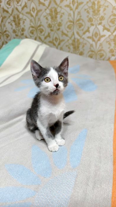 Добрые и ласковые котята