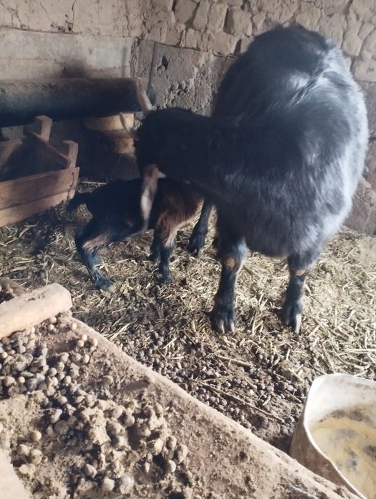 Нуб шыбштар сатылымда