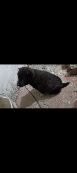 Продам щенка лайки