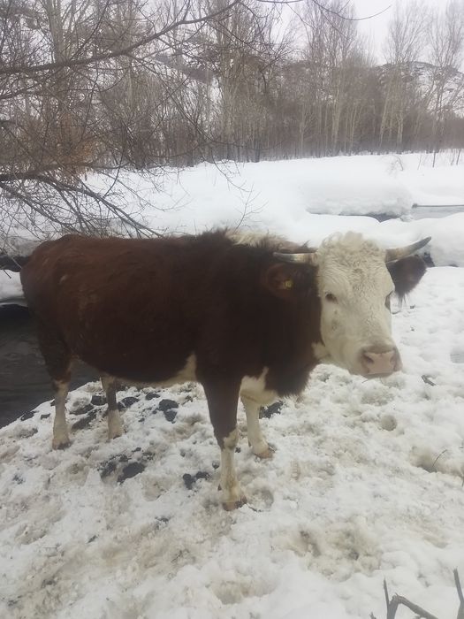 Продам перватёлку