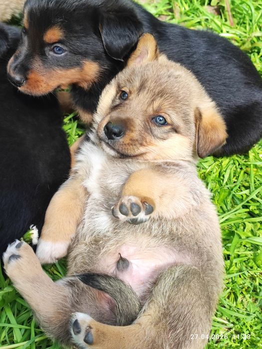 Корги тұқымдас күшік