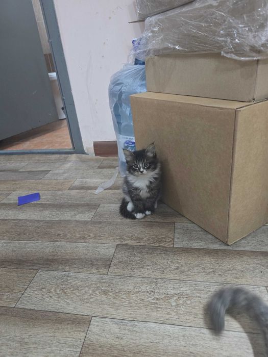 Котята в добрые руки!