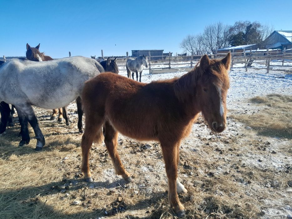 Жабағы   сатамын