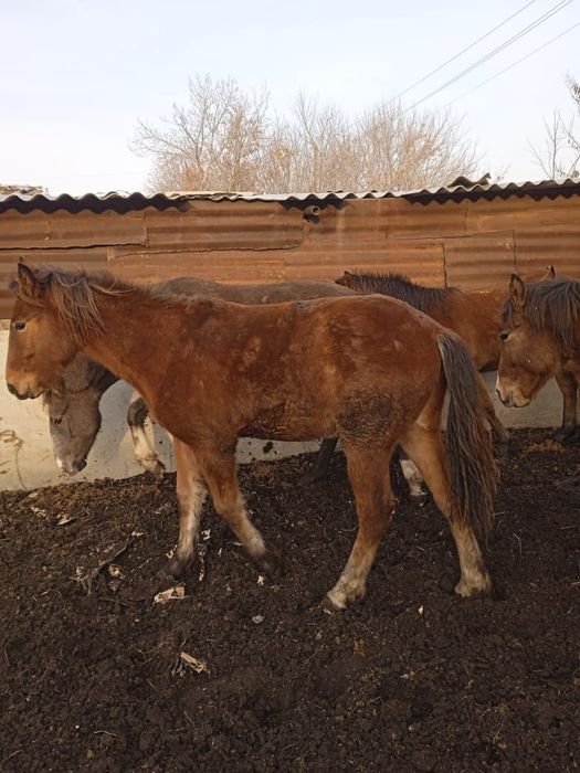 Продам полтарашек 600 тыс