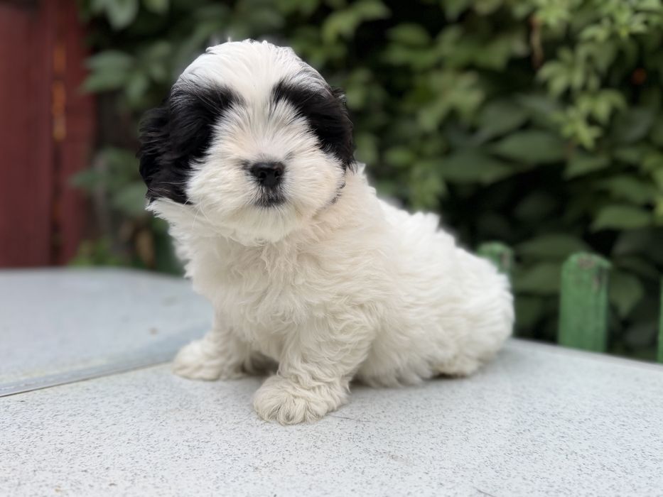 Shih Tzu femela!