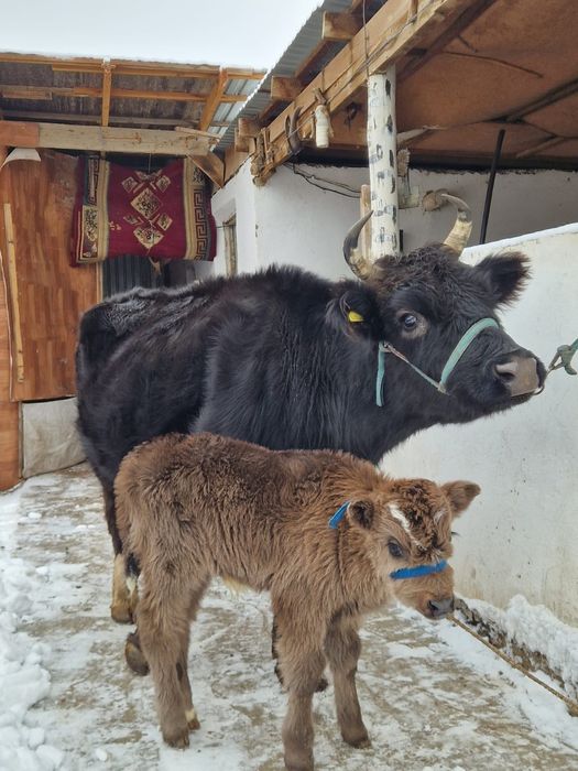 Бузаулы сиыр сауын сиыр