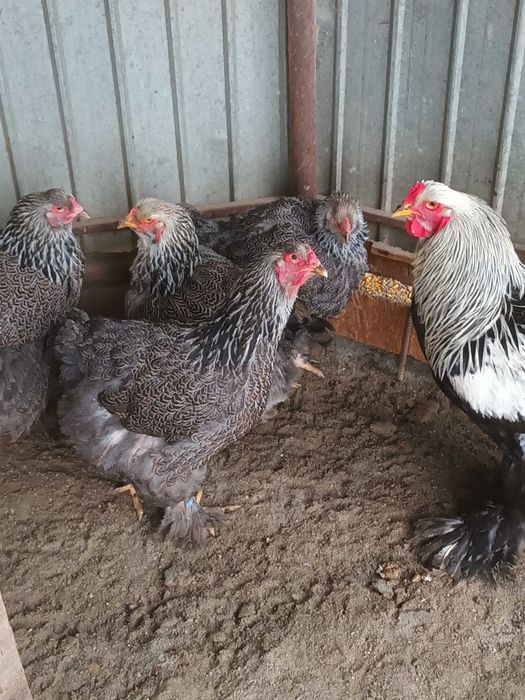Brahma si cochinchina pui disponibili
