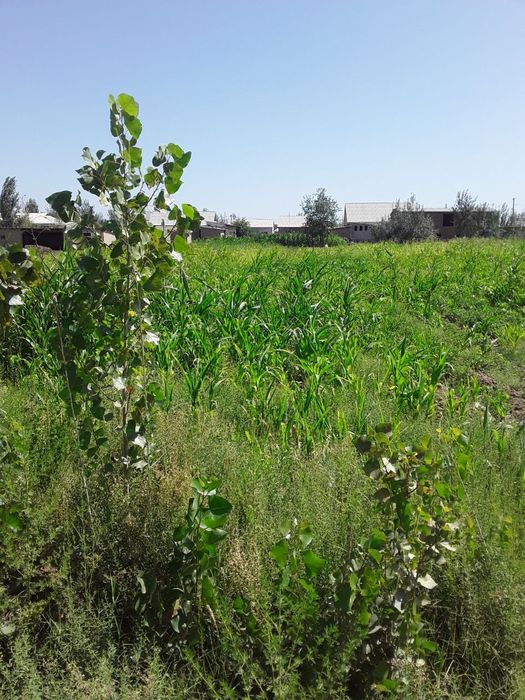 Сирдарйо вилоят Сардоба тумани Куйитош МФЙда 25,0 сотих ер сотилади