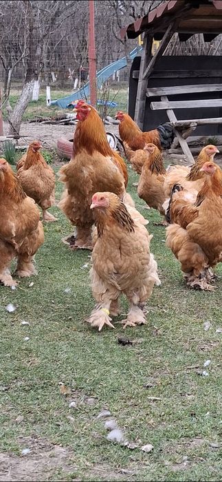 Ouă incubat brahma Columbia linie foarte bună