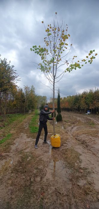 Липа дарахти сотилади