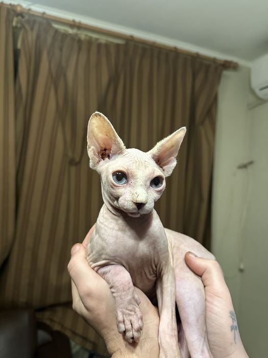 Сфинкс Котенце Sphynx