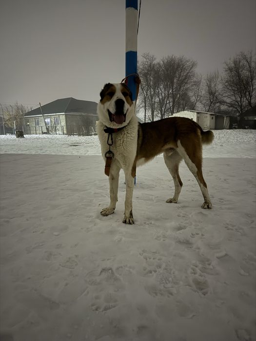 Ит жоғалды.Пропала собака САО.