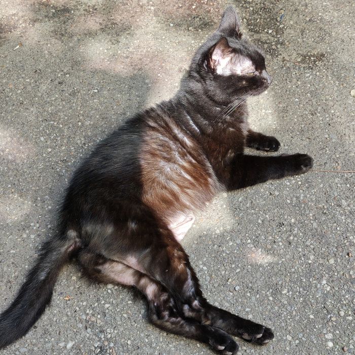 URGENT! Donez Motan Rămas Fără Stăpân În Căutare De O Persoană Serioasă Și Afectivă