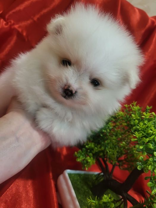 Очаровательные щенки шпица.