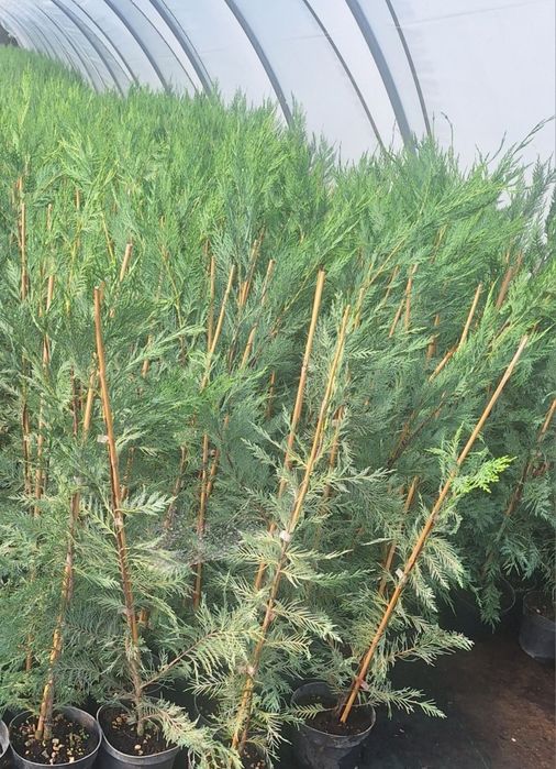 Leyandii Oradea ,gard viu