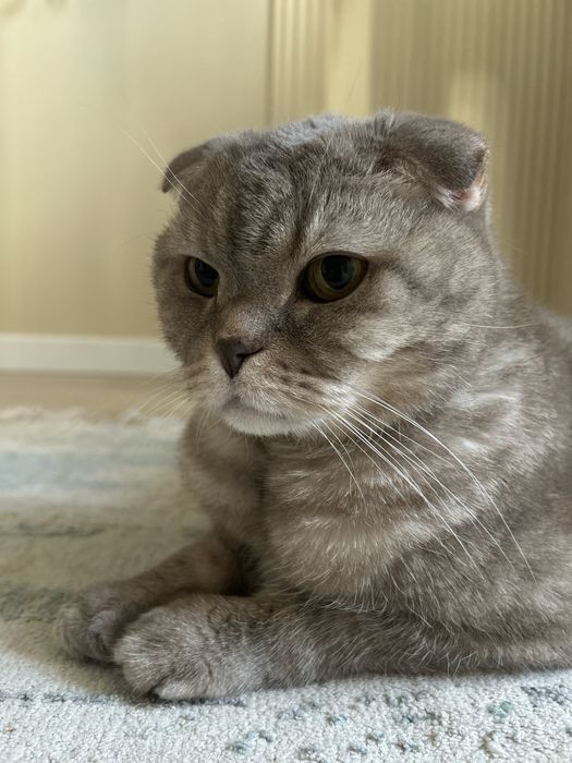 Кот ( вислоухий шотландец)