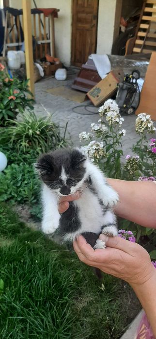 Отдам котенка бесплатно