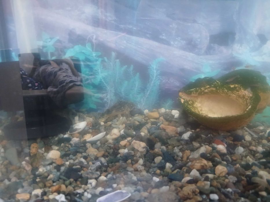 Продам аквариум с рыбами, водораслями