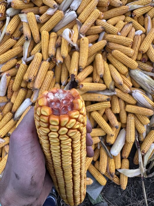 Vand porumb la stulete