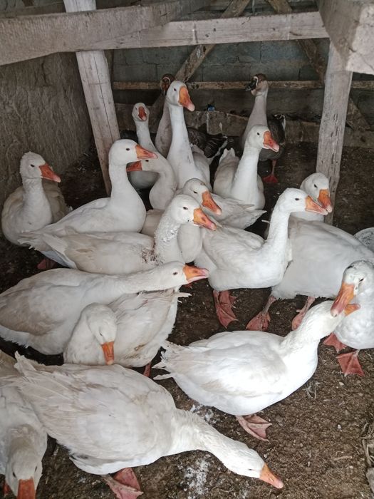 Қаздар сатылады..