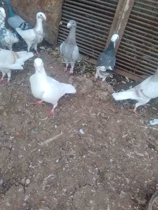 Vand porumbei voiajori germani 6 bucăți albi,preț 50 lei bucata