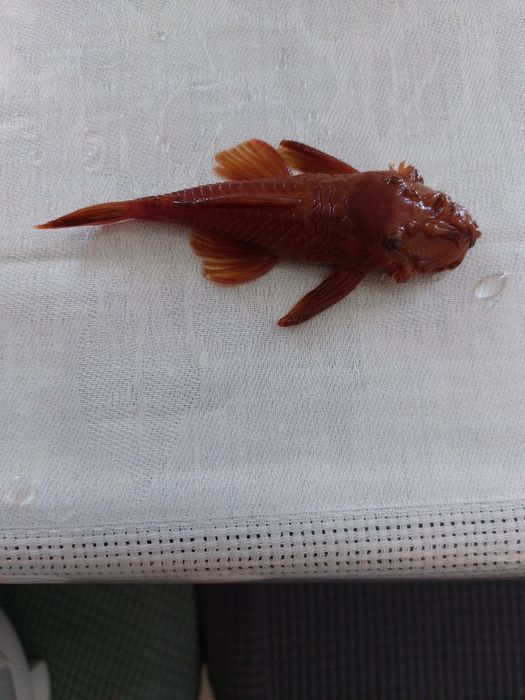 Самец анциструса супер ред