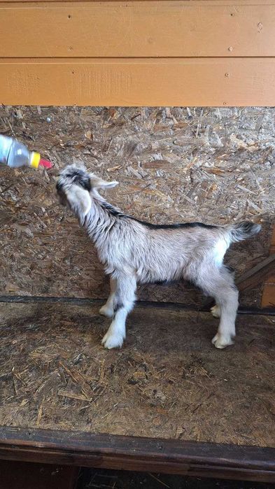 Козлята альпийской породы