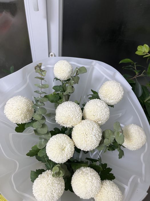 Цветы.Гул.Хризантема