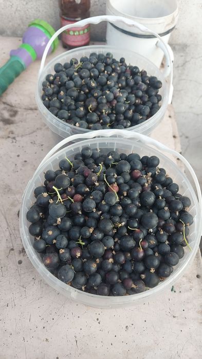 Продам чёрную смородину