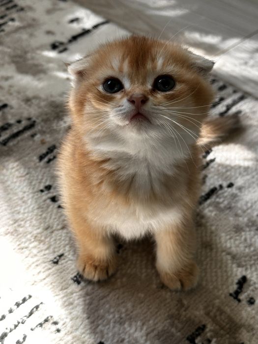Котята (Британские) Шиншилла
