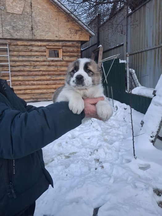 Щенки САО (алабай)