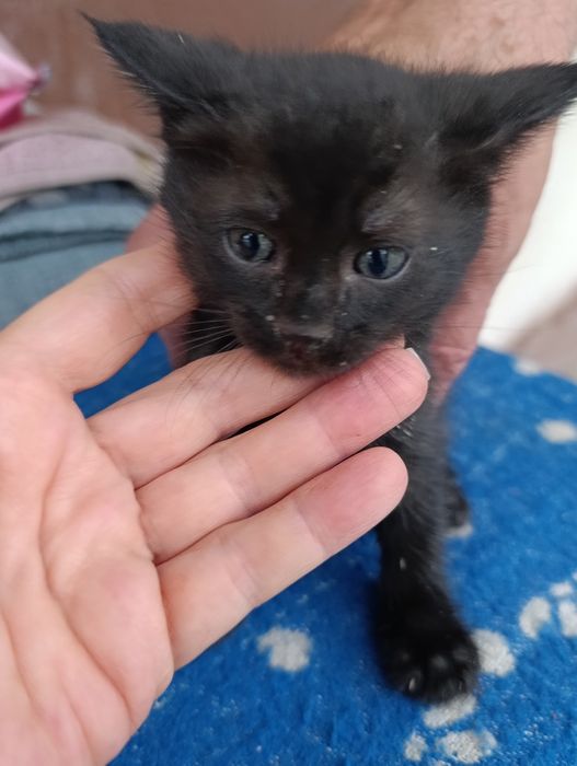 В самые добрые руки