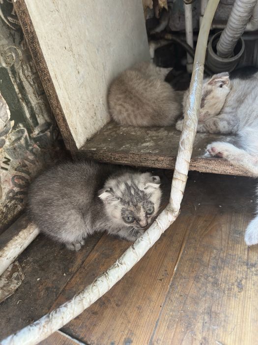 Шотландский вислоухий коята