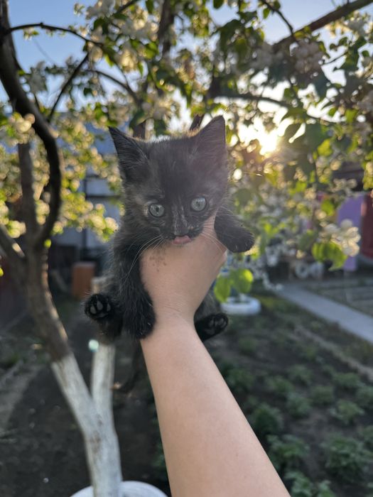 Отдам котенка в добрые руки