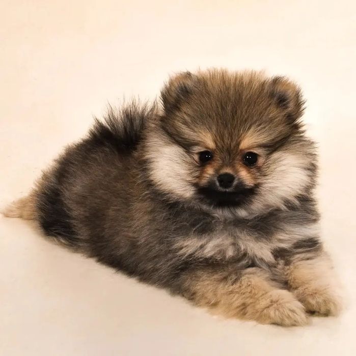 Мальчик шпиц короткий носик