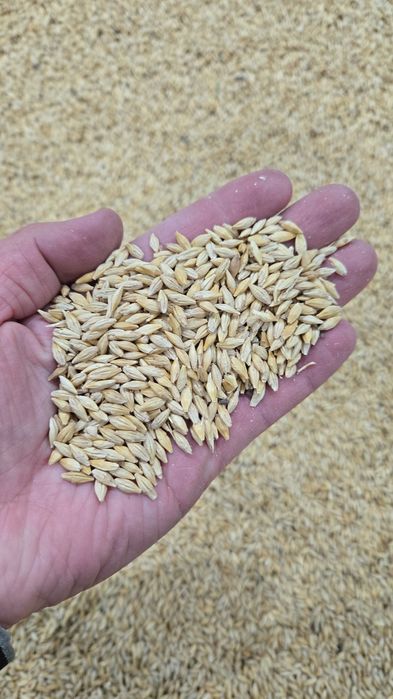 Экспорцет  семена тұқым