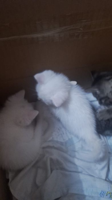 Котята 2-месячные