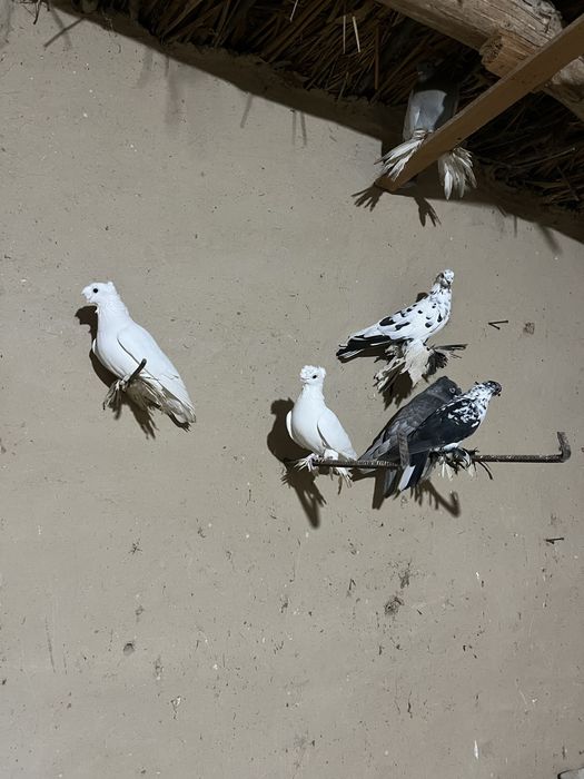 Кептерлер бар таза