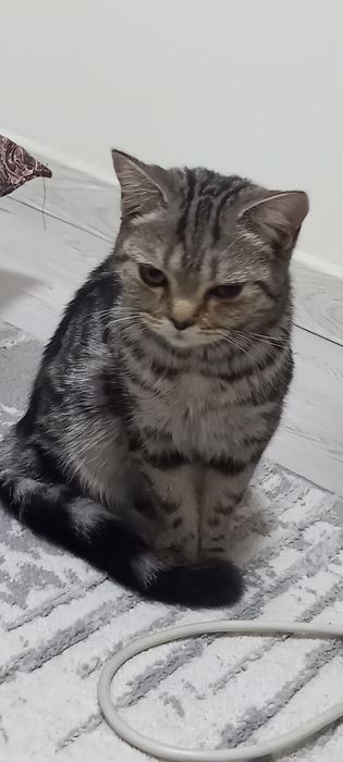 Отдаем кошек породистые