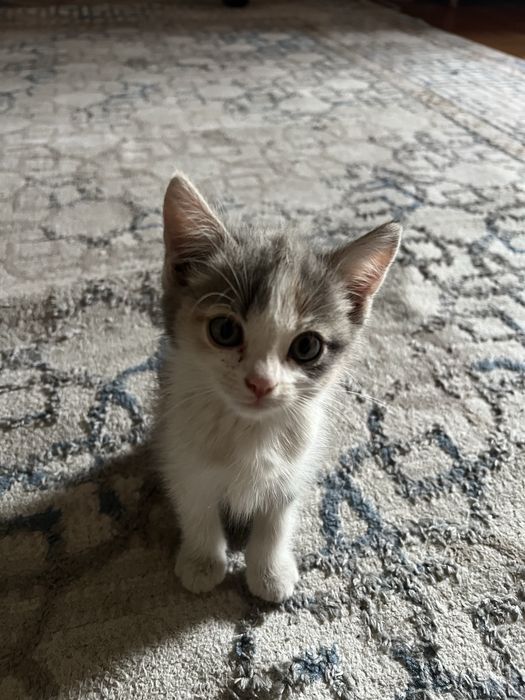 Отдам котенка в добрые руки