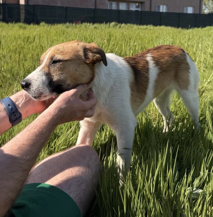 Metis Jack Russel Terrier 11 luni