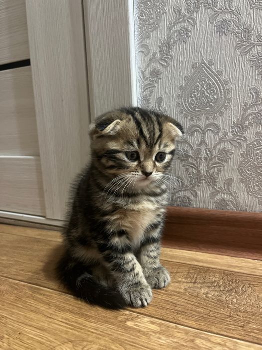 Продам  котенка