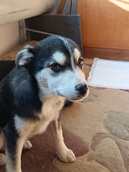 Отдам в добрые руки