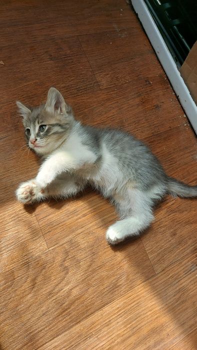Котёнок девочка игривая