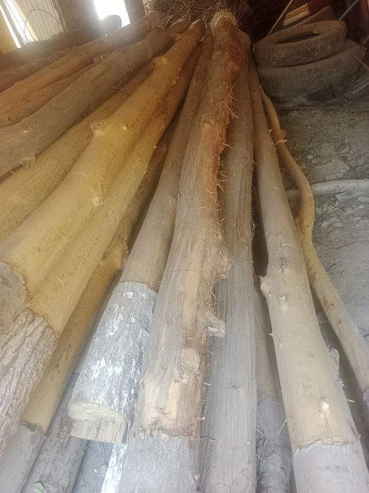 Tsoʻsin sotiladi (Terak)