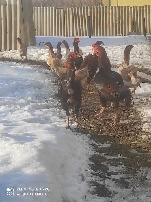 Продам даканов хороших кровей