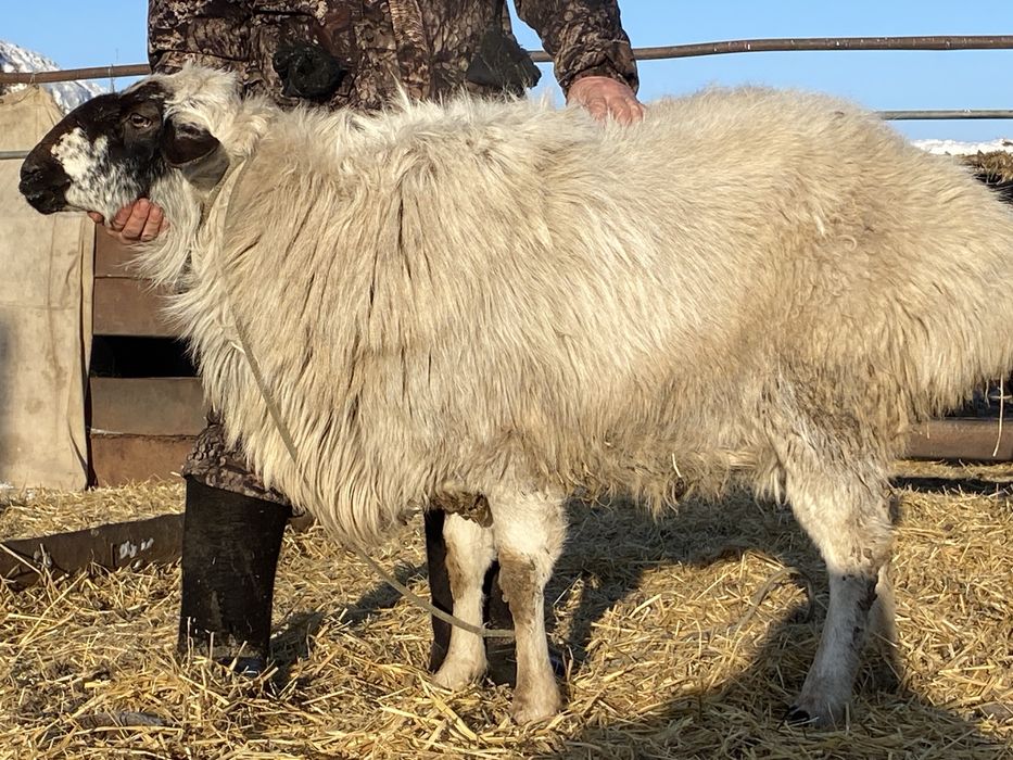 Продам барана 290000